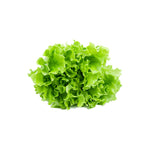 Lettuce