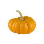 Squash - Pumpkin