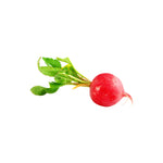 Radish